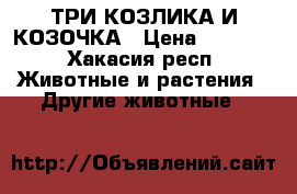 ТРИ КОЗЛИКА И КОЗОЧКА › Цена ­ 3 000 - Хакасия респ. Животные и растения » Другие животные   